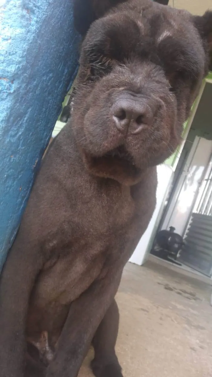 Cachorro ra a Chow Chow idade 7 a 11 meses nome Ted