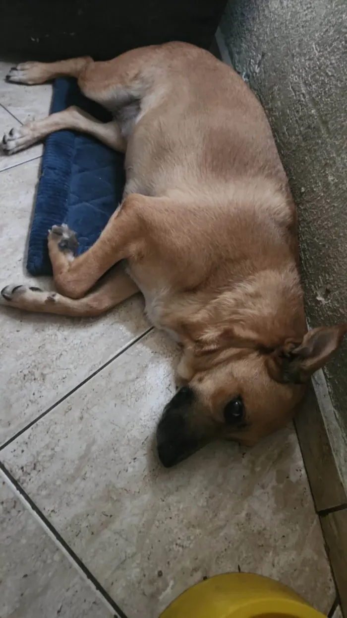 Cachorro ra a SRD idade 4 anos nome Uli