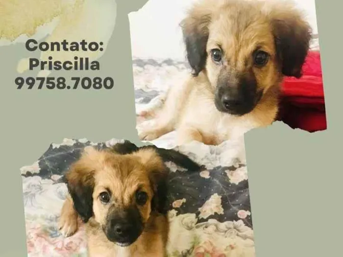 Cachorro raça SRD idade 2 a 6 meses nome Theo