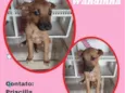 Cachorro raça SRD idade 2 a 6 meses nome Wandinha 