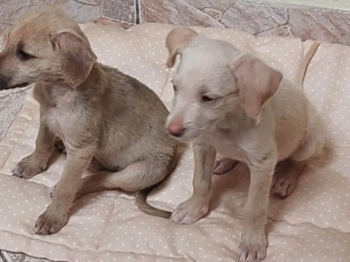 Cachorro ra a SRD-ViraLata idade 2 a 6 meses nome Nininha