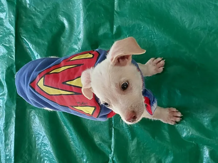 Cachorro ra a SRD-ViraLata idade 2 a 6 meses nome Nininha