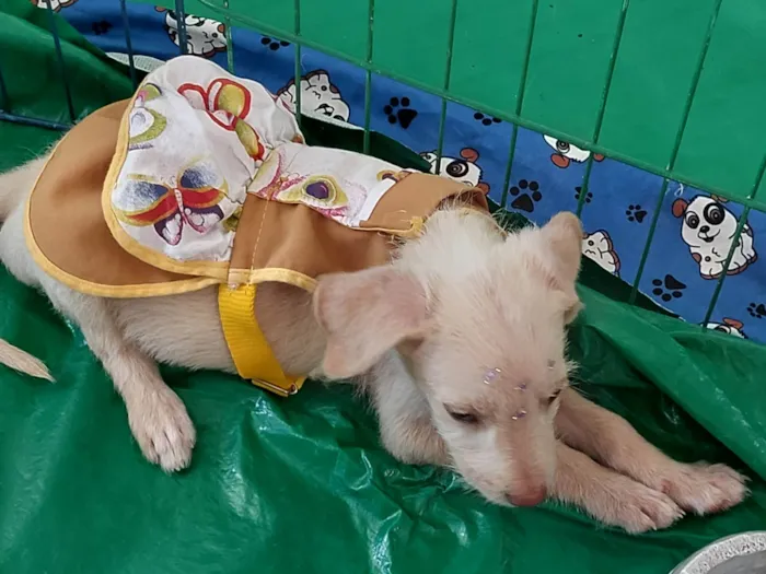 Cachorro ra a SRD-ViraLata idade 2 a 6 meses nome Nininha
