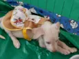 Nininha