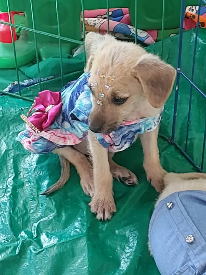 Cachorro ra a SRD-ViraLata idade 2 a 6 meses nome Nininha