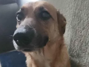 Cachorro raça SRD idade 4 anos nome Uli