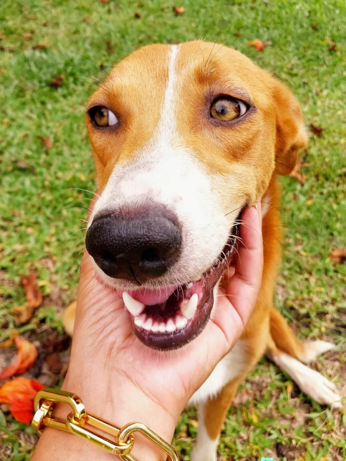 Cachorro ra a SRD-ViraLata idade 2 anos nome Vitória 