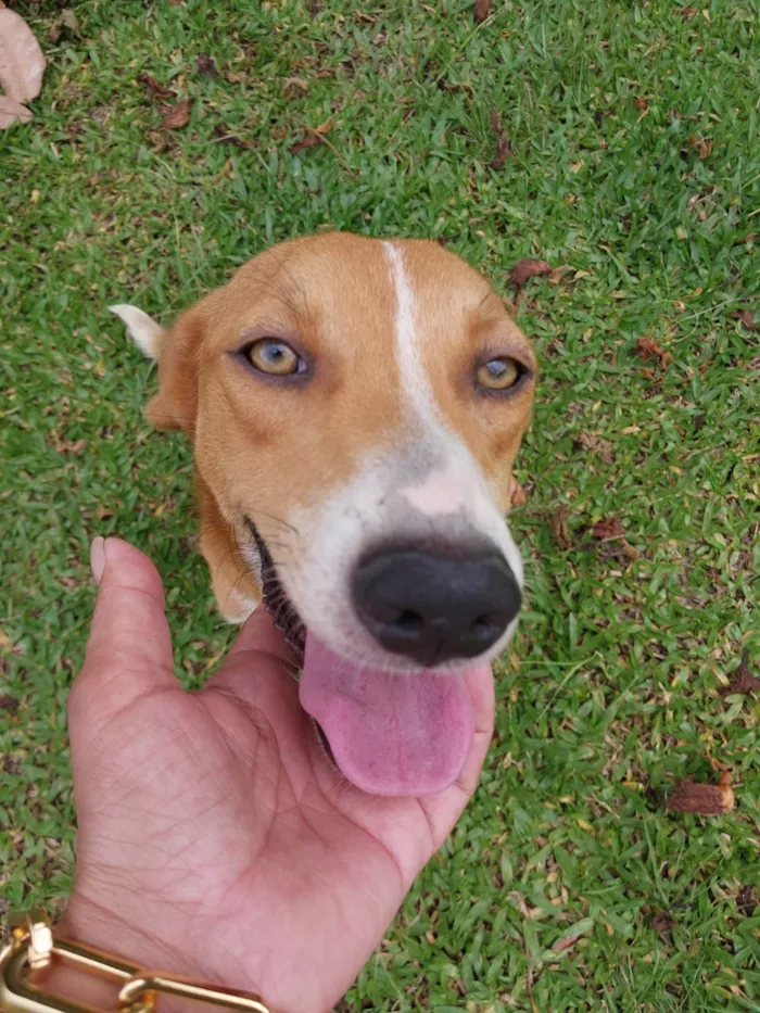 Cachorro ra a SRD-ViraLata idade 2 anos nome Vitória 
