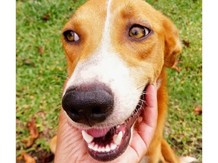 Cachorro ra a SRD-ViraLata idade 2 anos nome Vitória 