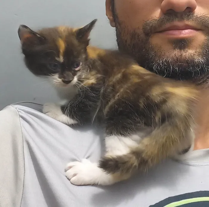 Gato ra a Desconhecida idade Abaixo de 2 meses nome Mel