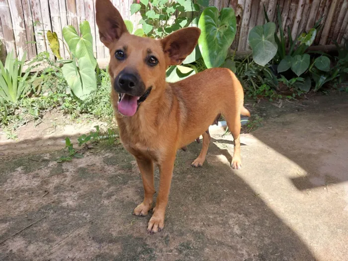 Cachorro ra a SRD-ViraLata idade 2 anos nome Bela