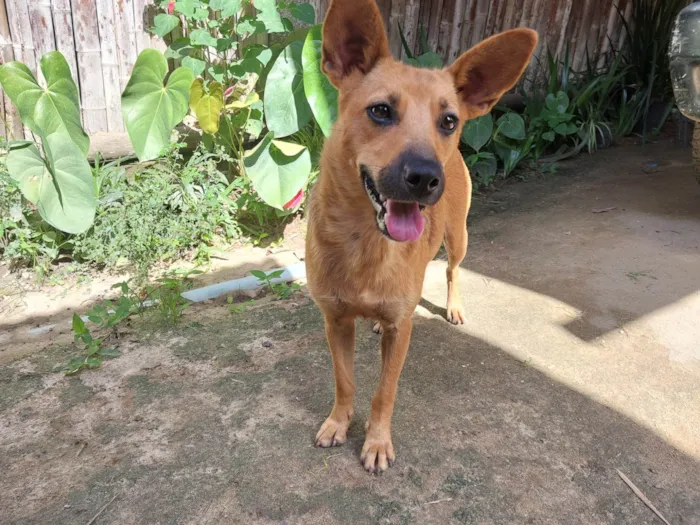 Cachorro ra a SRD-ViraLata idade 2 anos nome Bela