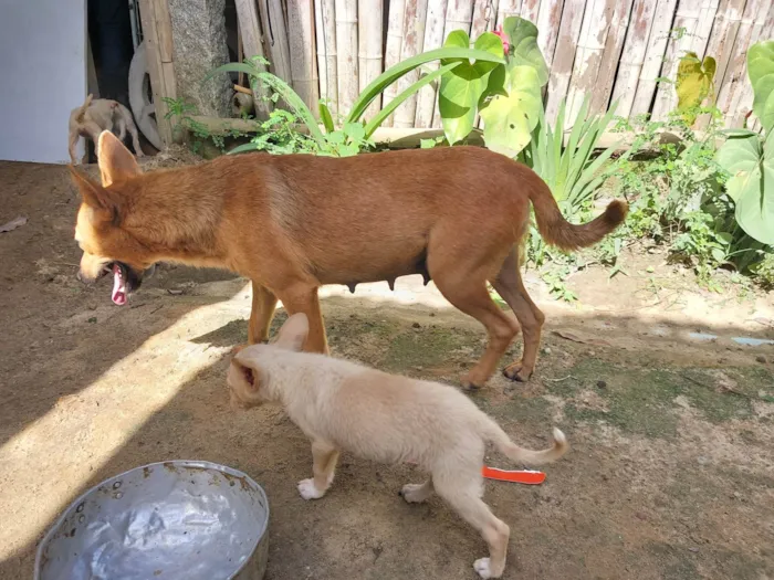 Cachorro ra a SRD-ViraLata idade 2 anos nome Bela