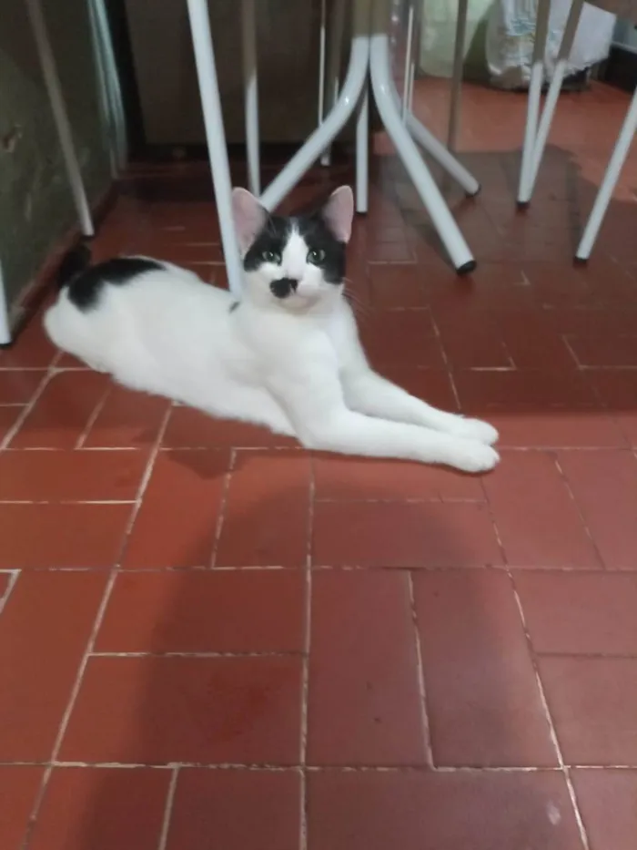 Gato raça SRD-ViraLata idade 2 anos nome Ruffy