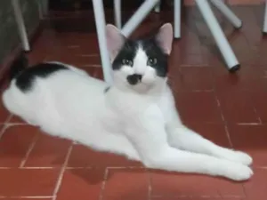 Gato raça SRD-ViraLata idade 2 anos nome Ruffy