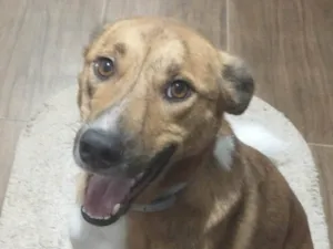 Cachorro raça SRD-ViraLata idade 2 anos nome SKY