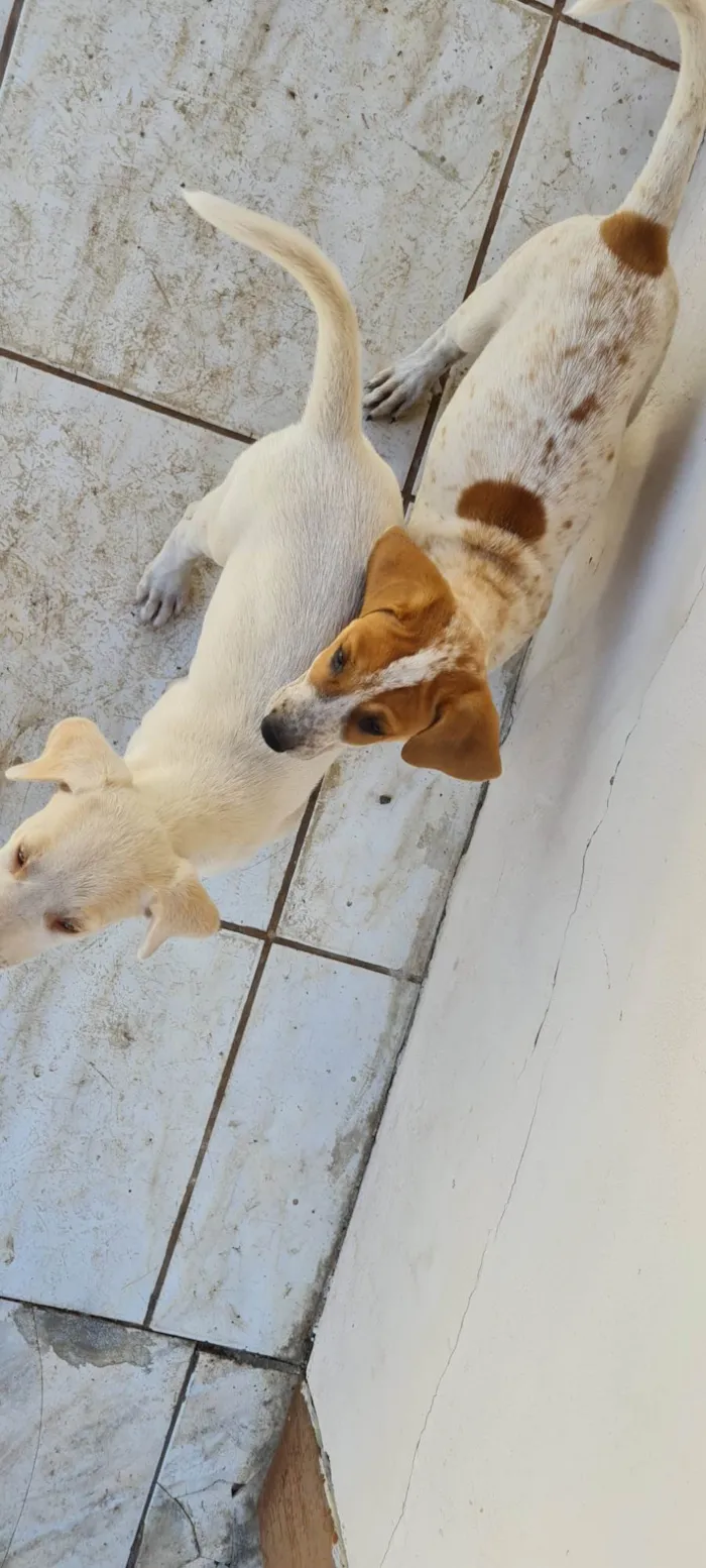 Cachorro ra a SRD-ViraLata idade Abaixo de 2 meses nome Sem nome