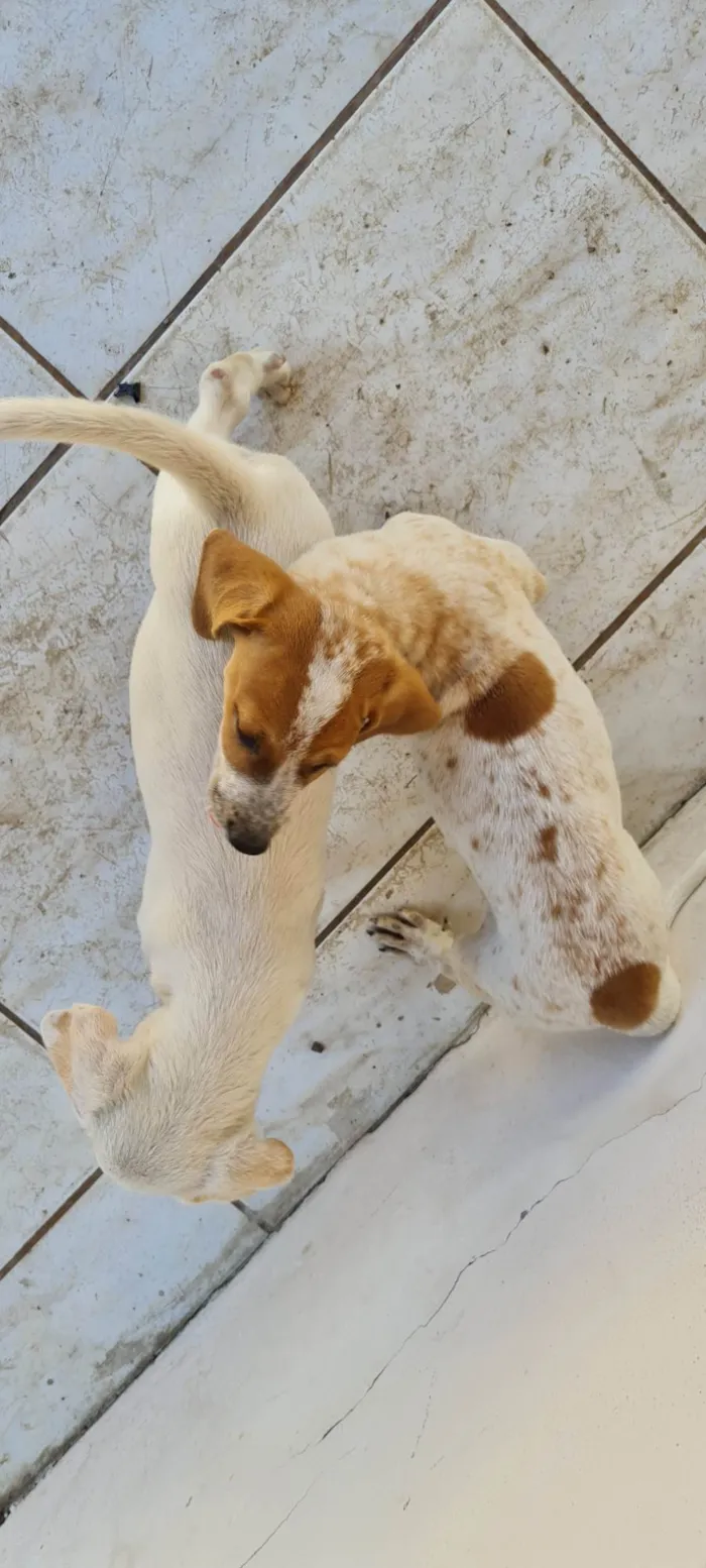 Cachorro ra a SRD-ViraLata idade Abaixo de 2 meses nome Sem nome