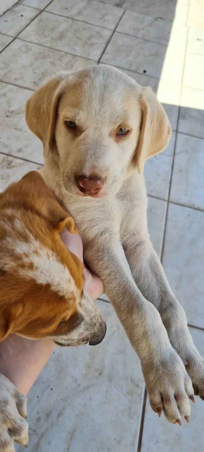 Cachorro ra a SRD-ViraLata idade Abaixo de 2 meses nome Sem nome