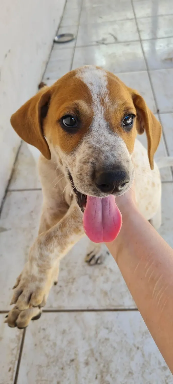 Cachorro ra a SRD-ViraLata idade Abaixo de 2 meses nome Sem nome