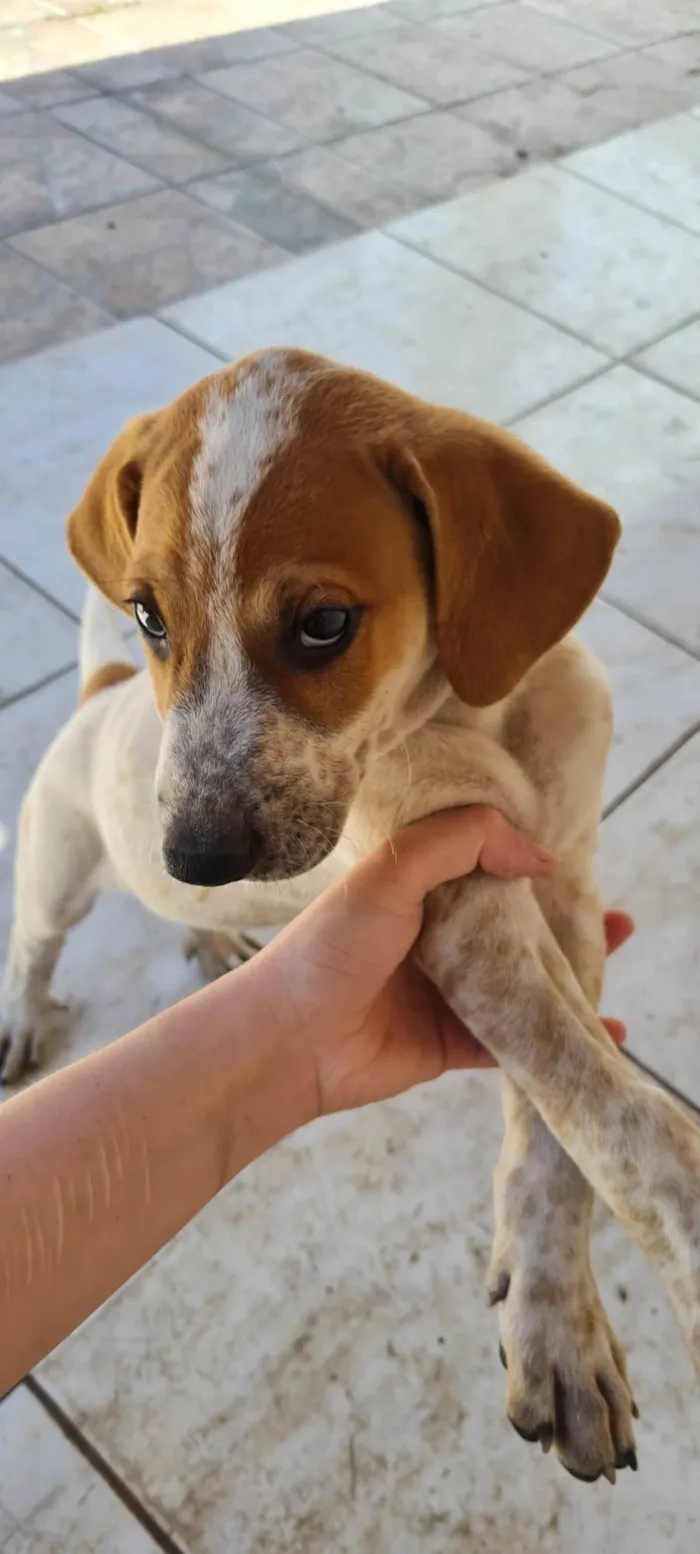 Cachorro ra a SRD-ViraLata idade Abaixo de 2 meses nome Sem nome