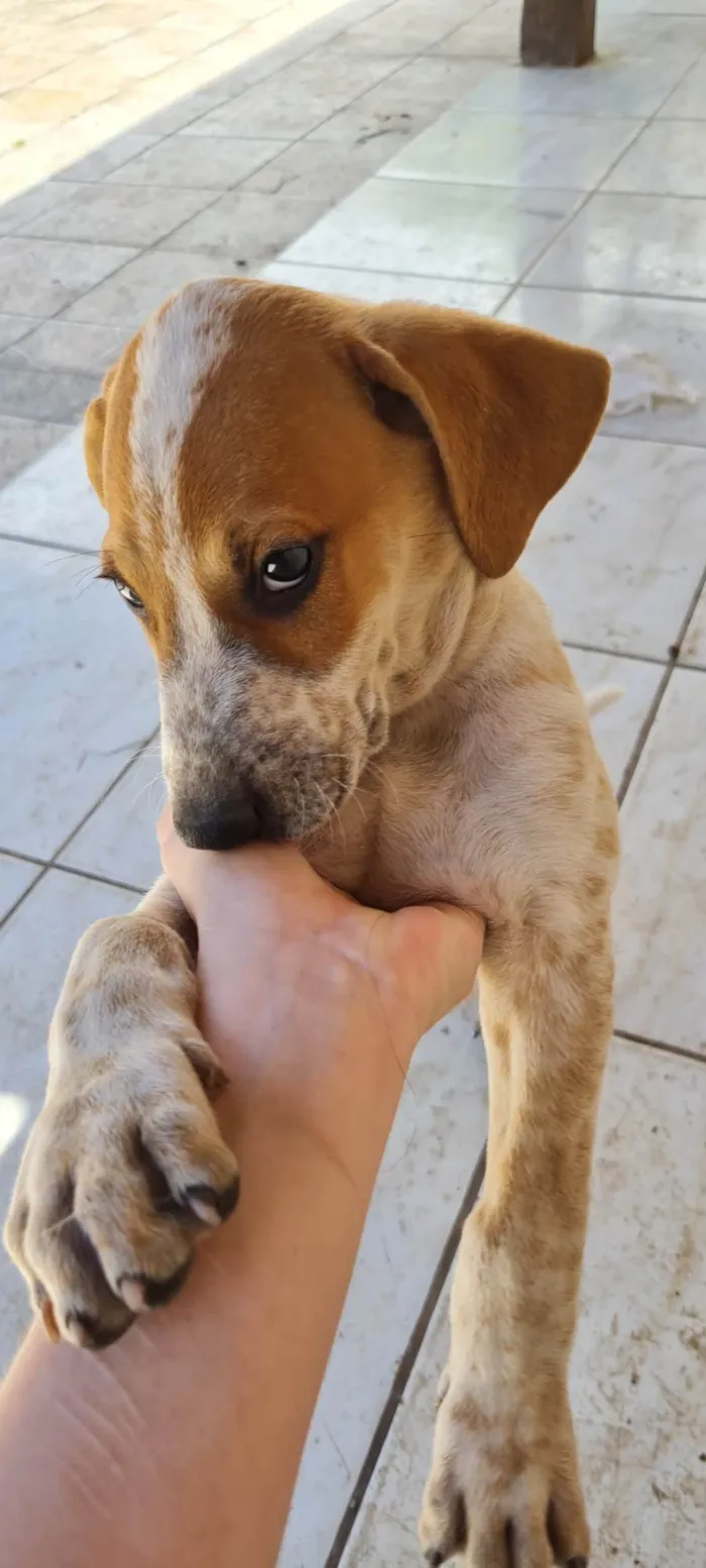 Cachorro ra a SRD-ViraLata idade Abaixo de 2 meses nome Sem nome