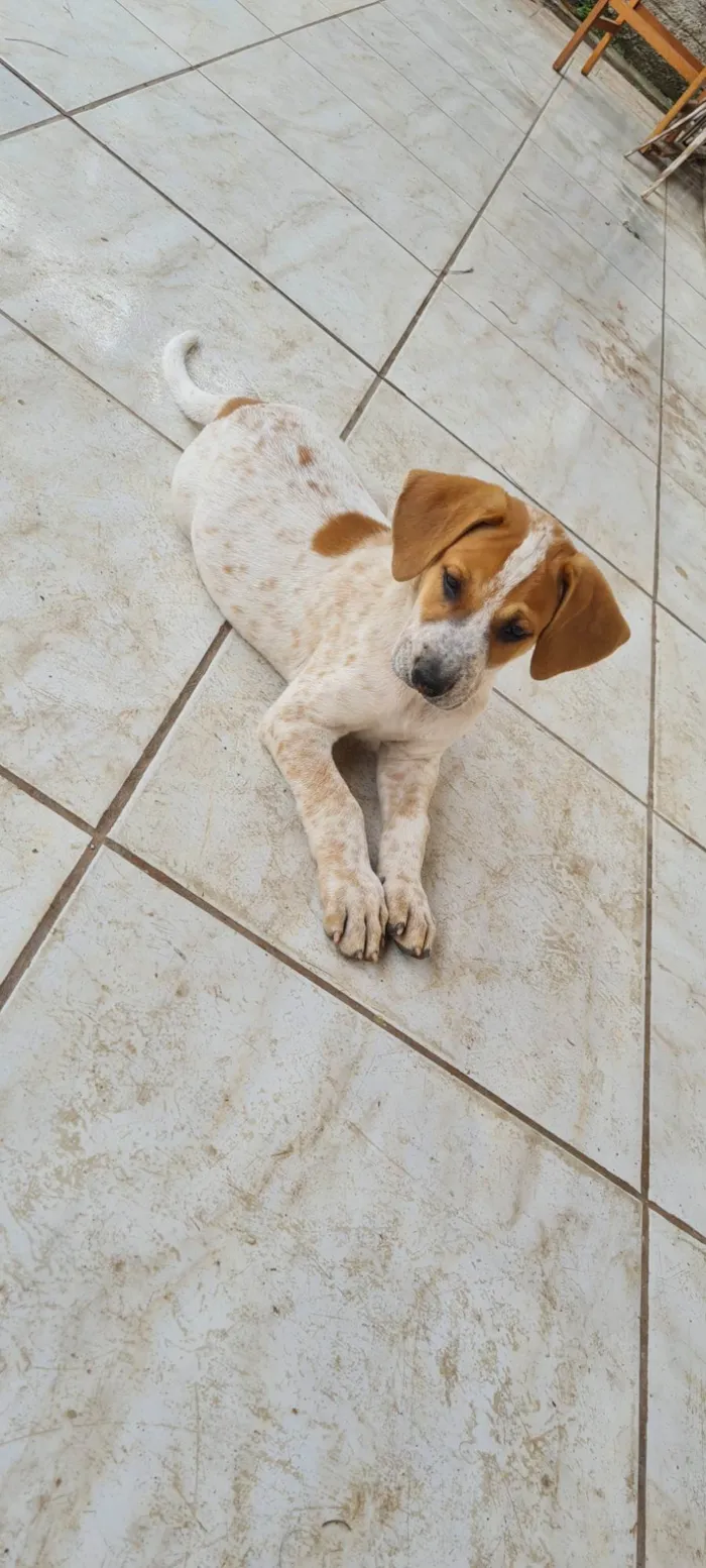 Cachorro ra a SRD-ViraLata idade Abaixo de 2 meses nome Sem nome