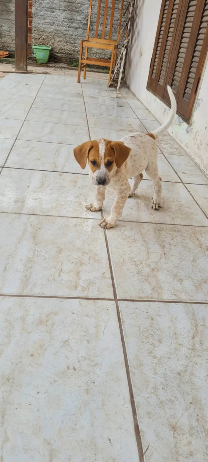 Cachorro ra a SRD-ViraLata idade Abaixo de 2 meses nome Sem nome