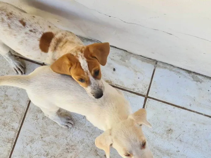 Cachorro ra a SRD-ViraLata idade Abaixo de 2 meses nome Sem nome