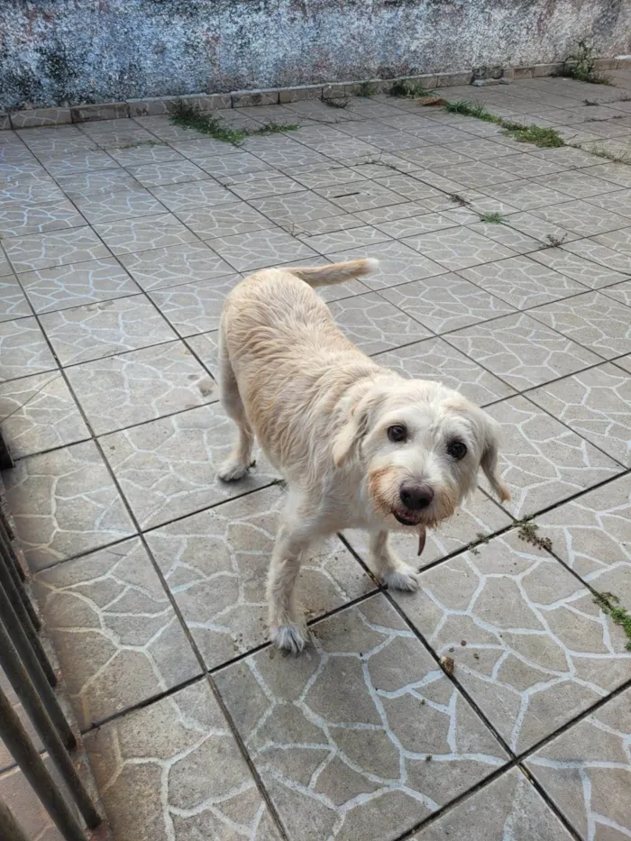 Cachorro raça SRD idade 6 ou mais anos nome Zidane