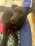 Cachorro raça SRD-ViraLata idade 2 a 6 meses nome Pandora New
