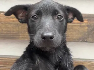Cachorro raça SRD-ViraLata idade 2 a 6 meses nome Pandora New