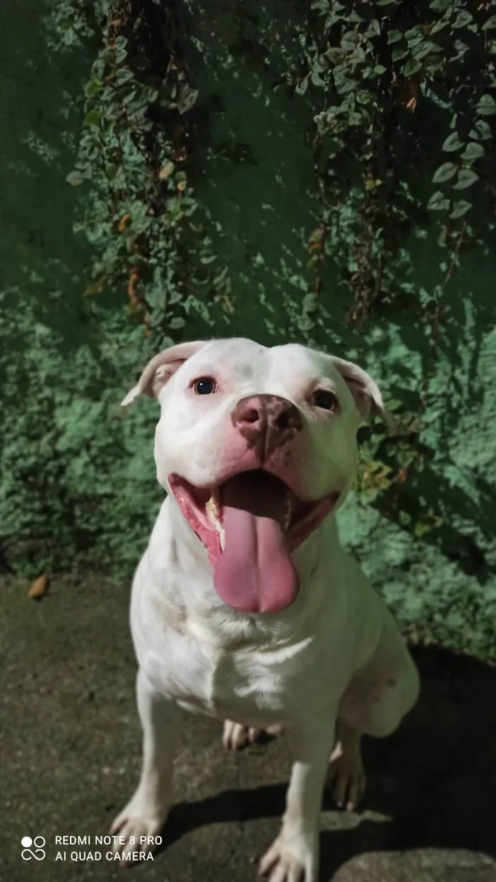 Cachorro raça Pit-Bull idade 1 ano nome Eros 
