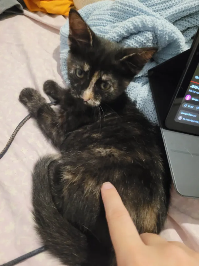 Gato raça SRD-ViraLata idade 2 a 6 meses nome Sem nome