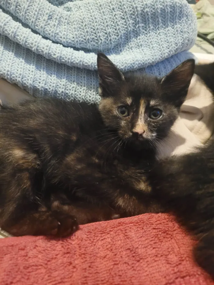 Gato raça SRD-ViraLata idade 2 a 6 meses nome Sem nome