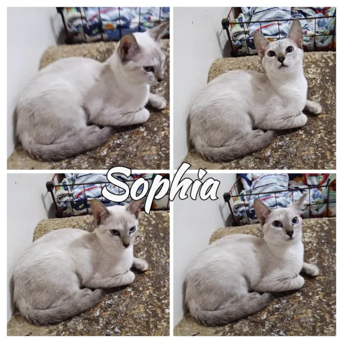 Gato ra a SRD-ViraLata idade 2 a 6 meses nome Sophia 