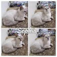 Sophia