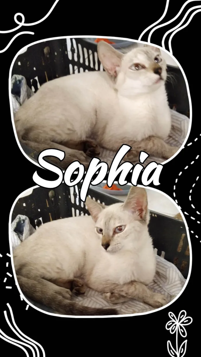 Gato ra a SRD-ViraLata idade 2 a 6 meses nome Sophia 