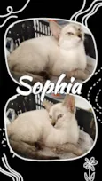 Sophia
