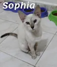 Sophia