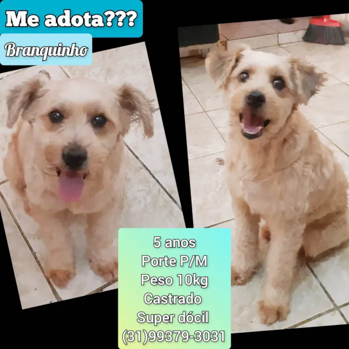 Cachorro raça SRD-ViraLata idade 1 ano nome Beethoven