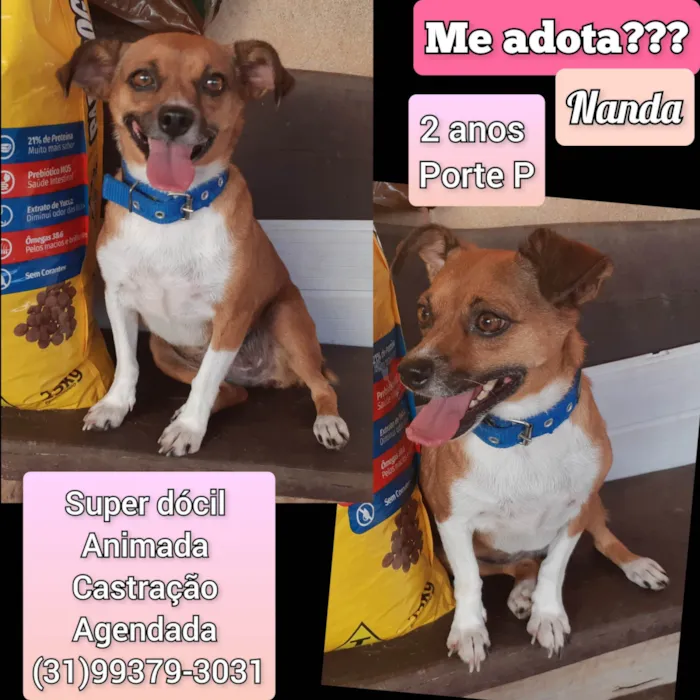 Cachorro raça SRD-ViraLata idade 2 anos nome Nanda