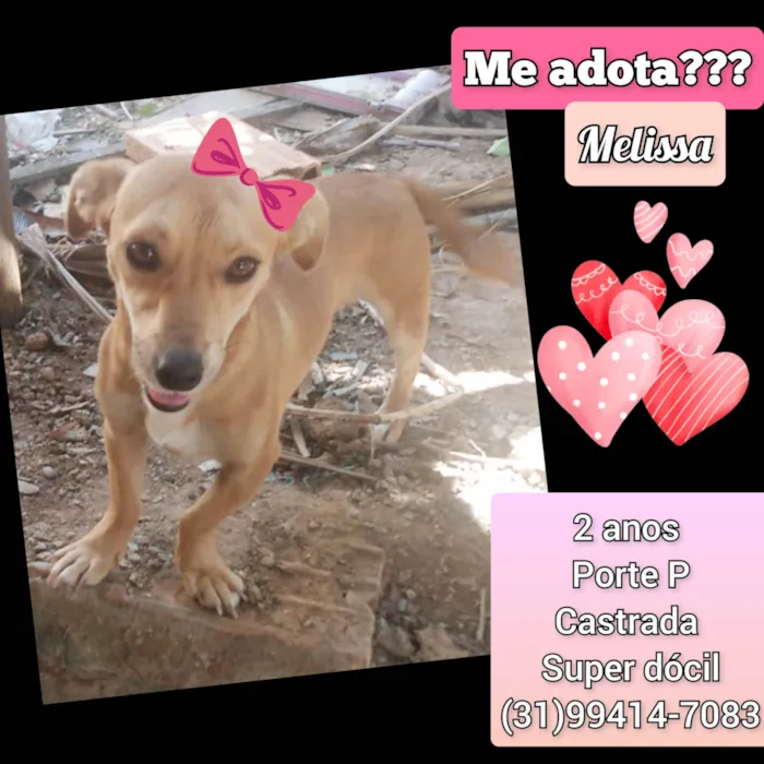 Cachorro raça SRD-ViraLata idade 2 anos nome Melissa 