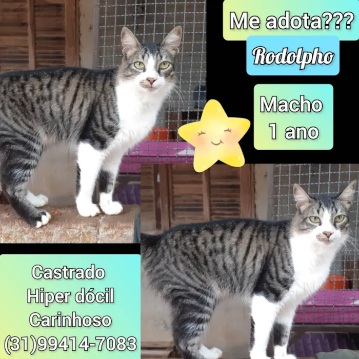 Gato raça SRD-ViraLata idade 1 ano nome Rodolfo