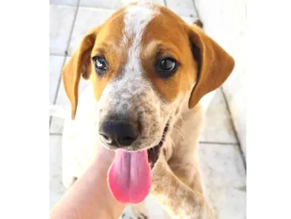 Cachorro raça SRD-ViraLata idade Abaixo de 2 meses nome Sem nome