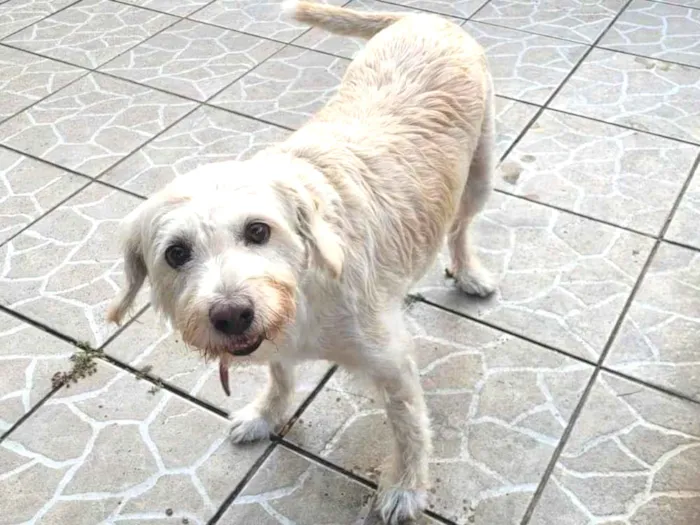 Cachorro raça SRD idade 6 ou mais anos nome Zidane