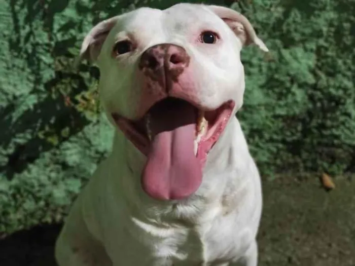 Cachorro raça Pit-Bull idade 1 ano nome Eros 