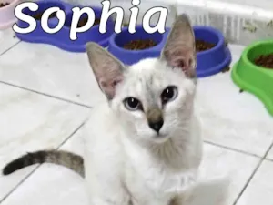 Gato raça SRD-ViraLata idade 2 a 6 meses nome Sophia 
