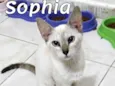 Sophia