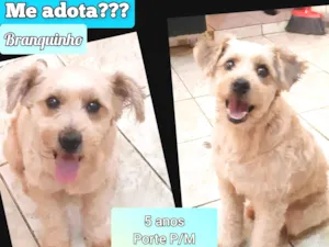 Cachorro raça SRD-ViraLata idade 1 ano nome Beethoven
